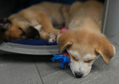 Puppies sleeping.